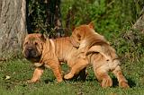 SHAR-PEI 906